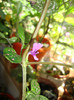 hypoestes a inflorit