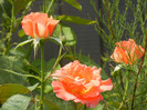 Rose Artistry (2012, July 16)