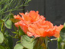 Rose Artistry (2012, July 16)