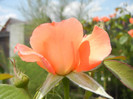 Rose Artistry (2012, July 16)