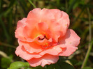Rose Artistry (2012, July 16)