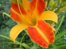 Hemerocallis Frans Hals (2012, July 16)