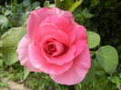 Rose Pink Peace (2012, July 16)