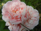 Rose Pleasure (2012, July 16)