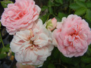 Rose Pleasure (2012, July 16)