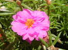 Portulaca grandiflora (2012, July 16)