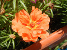 Portulaca grandiflora (2012, July 16)