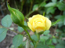 Yellow Miniature Rose (2012, Jul.16)