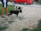 IMG_0229