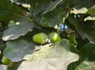 Quercus robur (2012, July 09)