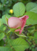 Pink Miniature Rose (2012, July 16)