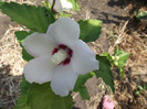 hibiscus de gradina