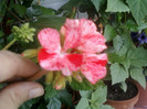 16 iulie 2012-flori 008