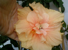 16 iulie 2012-flori 046