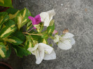 P1150926