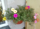 portulaca