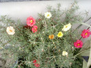 portulaca