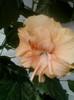 16 iulie 2012-flori 026
