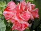 16 iulie 2012-flori 012