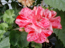16 iulie 2012-flori 049