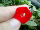 16 iulie 2012-flori 027