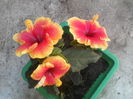 P14-07-12_12.52[1]