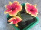 P14-07-12_12.52[2]