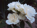 DSC07929