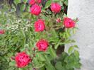 Rose Leipzig (2012, May 13)