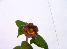 Antirhina