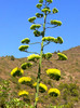 flori cactus