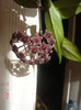 Hoya cv. 'Red Plum'