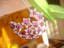 Hoya cv. 'Red Plum'