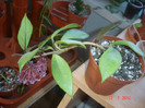 Hoya cv. 'Red Plum'