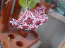 Hoya cv. 'Red Plum'