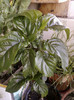 justicia carnea-norela