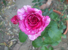 flori 2012 944