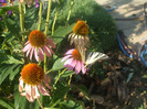 flori 2012 935