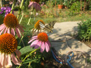 flori 2012 936