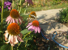flori 2012 937