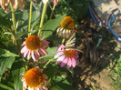 flori 2012 939