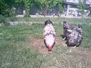 Pic_0703_361