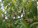 IMGP3471