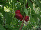 IMGP3473