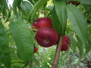 IMGP3474