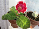 Gloxinia.