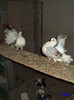 DSC00199