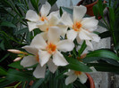 DSCN0016