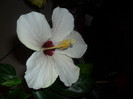 Hibiscus Cairo White