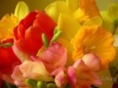 Florile-primaverii-lalele-ghiocei